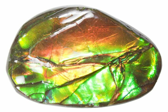 Iridescent Ammolite (Fossil Ammonite Shell) - Alberta #357493